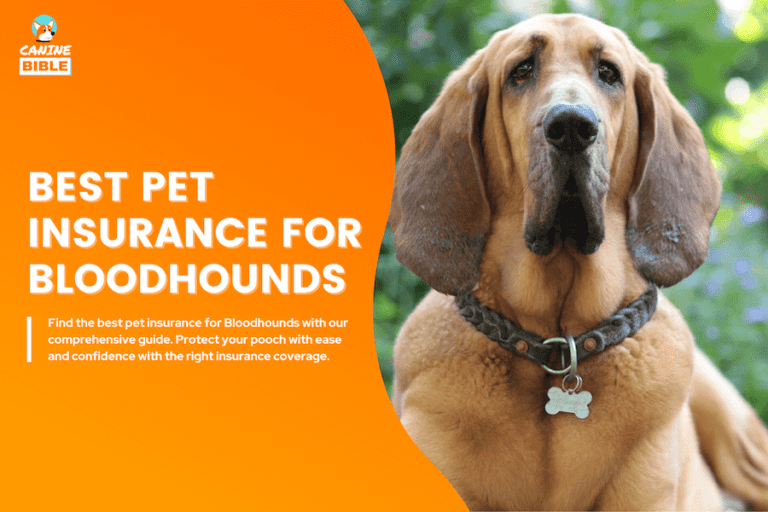 Best Pet Insurance For Bloodhounds