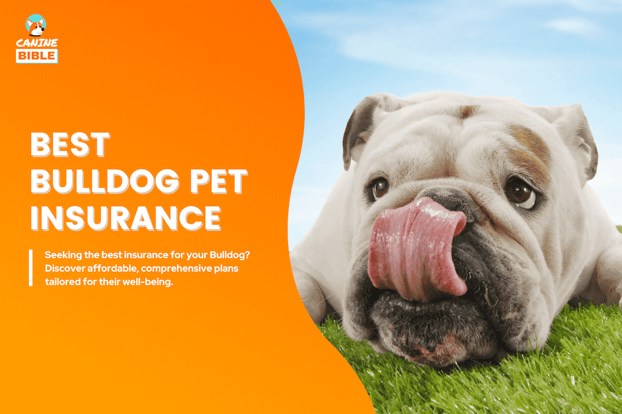 best pet insurance for bulldogs