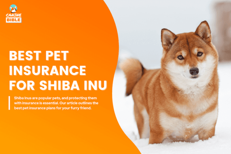 Best Pet Insurance For Shiba Inus