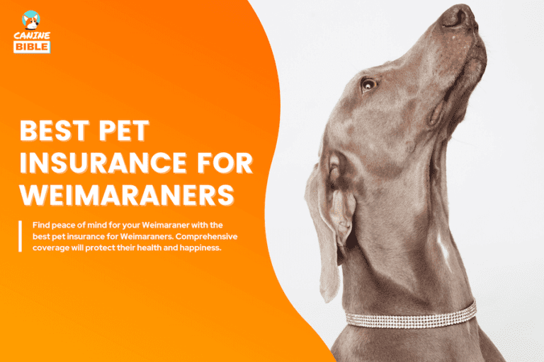 Best Pet Insurance For Weimaraners