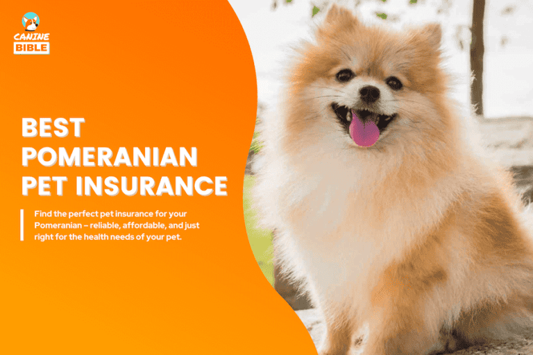 Pomeranian pet insurance