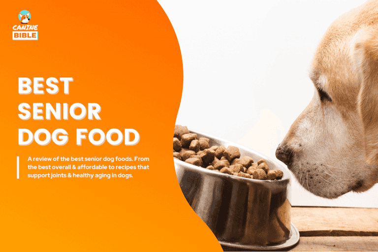 16 Best Senior Dog Foods in 2025: According to Vets