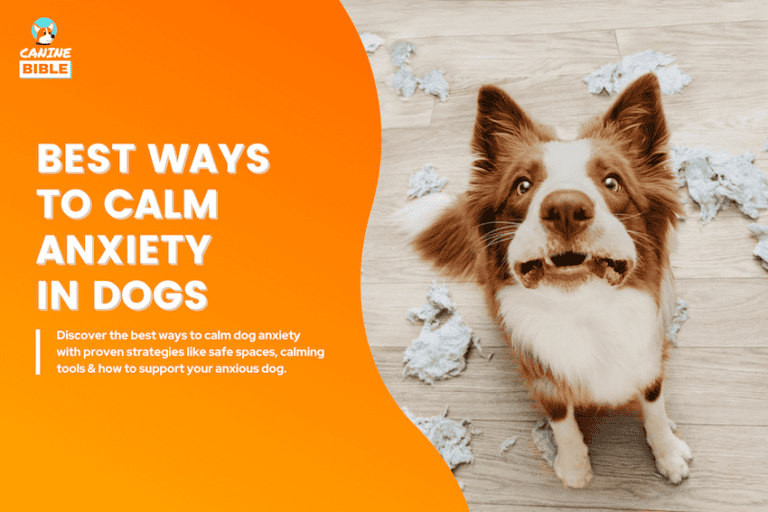15 Ways to Calm an Anxious Dog Naturally: Vet-Approved