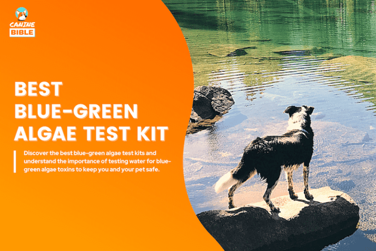 Best Blue-Green Algae Test Kit