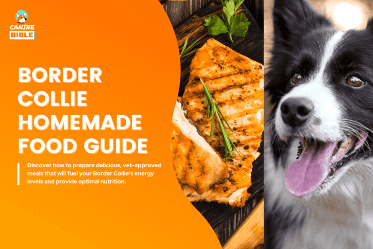 border collie homemade food