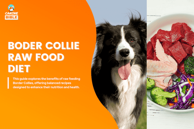 border collie raw food diet