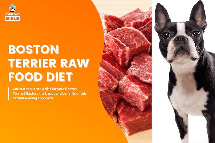 boston terrier raw food diet