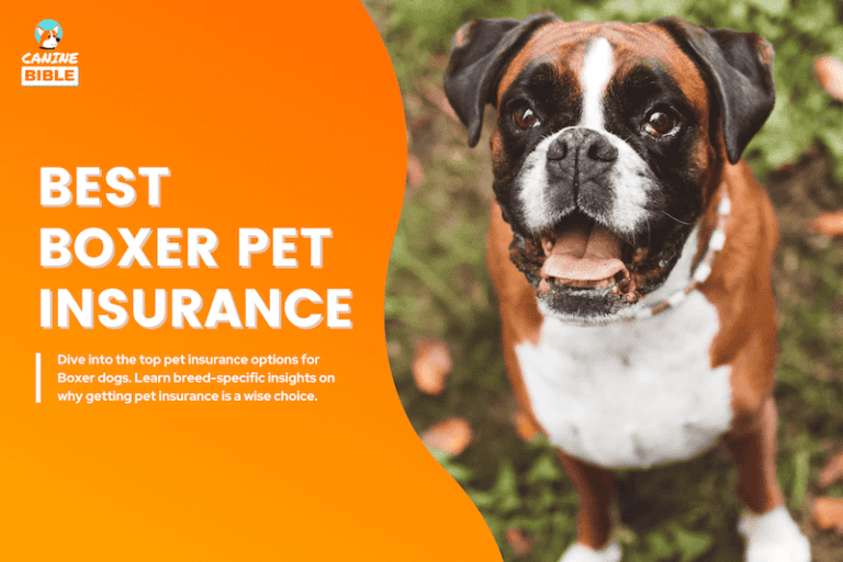 boxer dog pet insurance