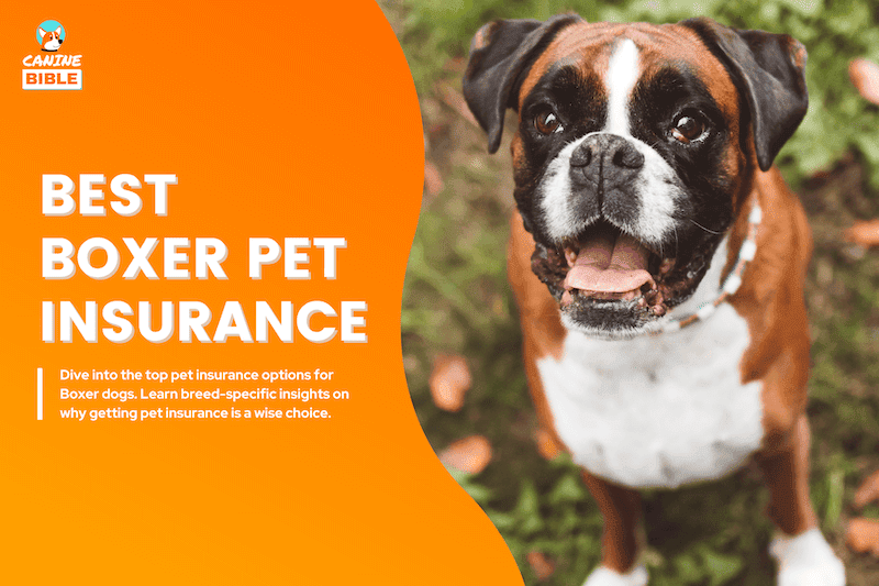 boxer dog pet insurance
