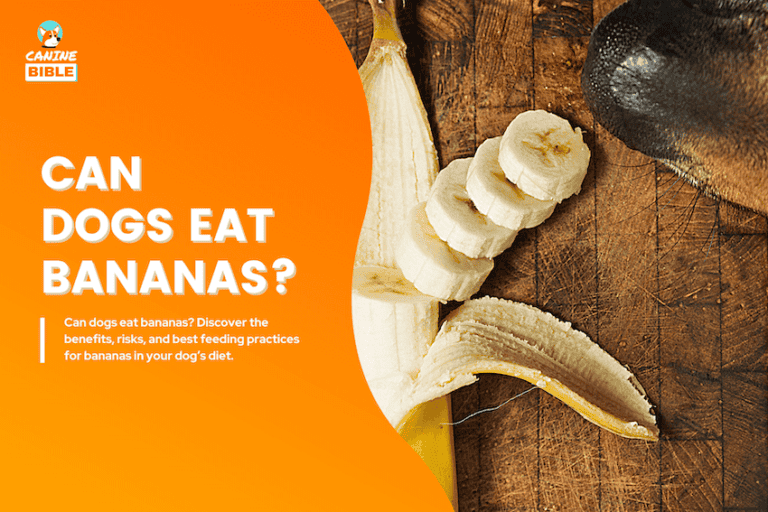 The Complete Guide to Dogs Eating Bananas: Good or Bad?