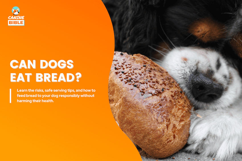 can dogs eat bread