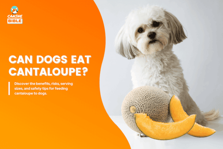 can dogs eat cantaloupe