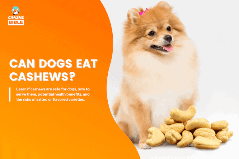 can dogs eat cashews