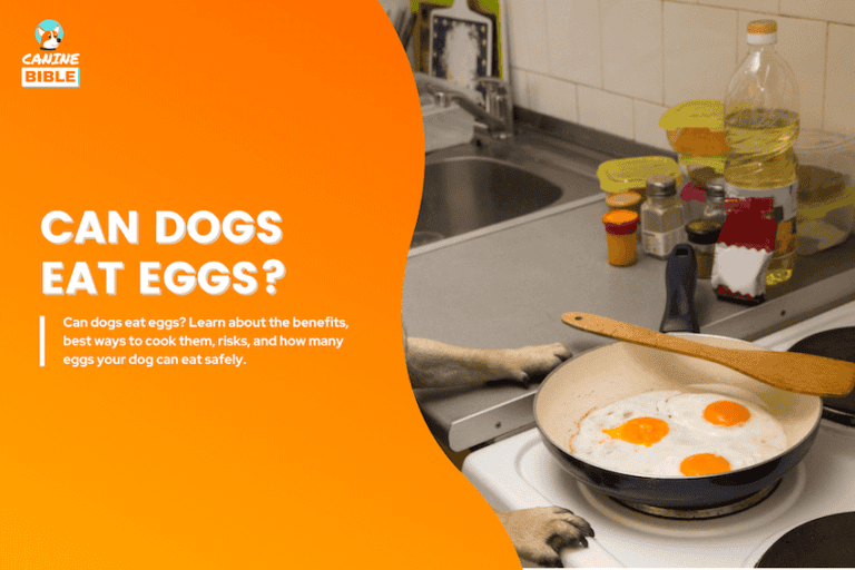 The Complete Guide to Dogs Eating Eggs: Risky or Healthy?