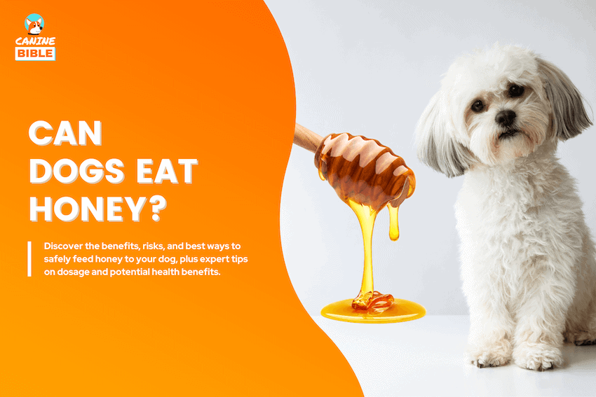 can dogs eat honey