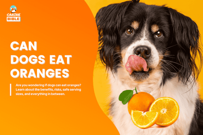 The Ultimate Guide to Dogs Eating Oranges: Toxic or Healthy?