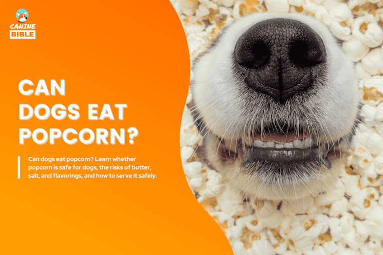The Complete Guide to Dogs Eating Popcorn: Toxic or Safe?