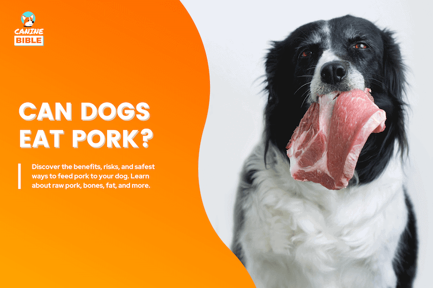 can dogs eat pork