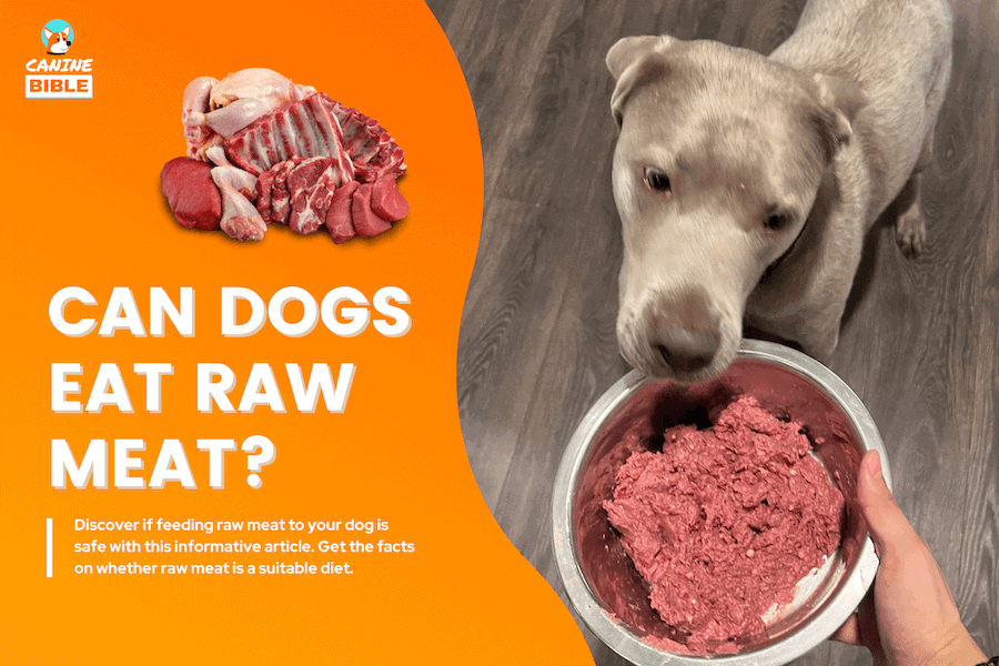 best at home dog allergy test