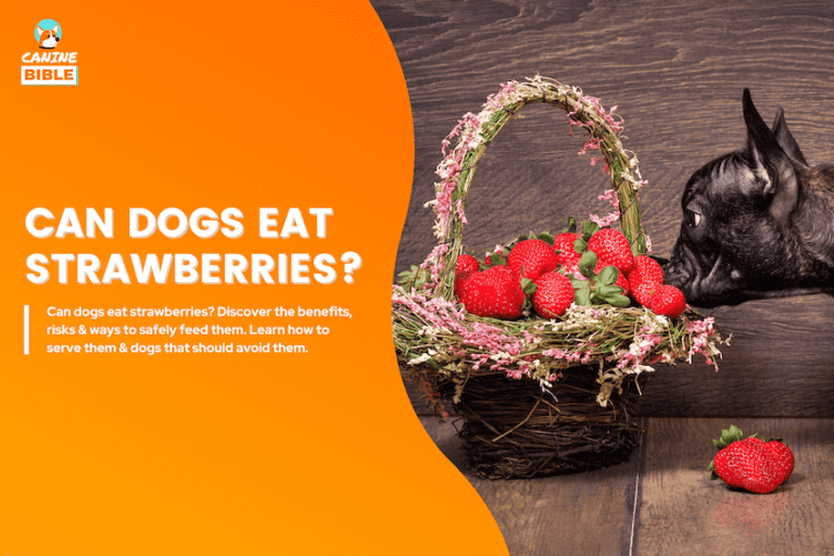 The Complete Guide to Dogs Eating Strawberries: Bad or Good?