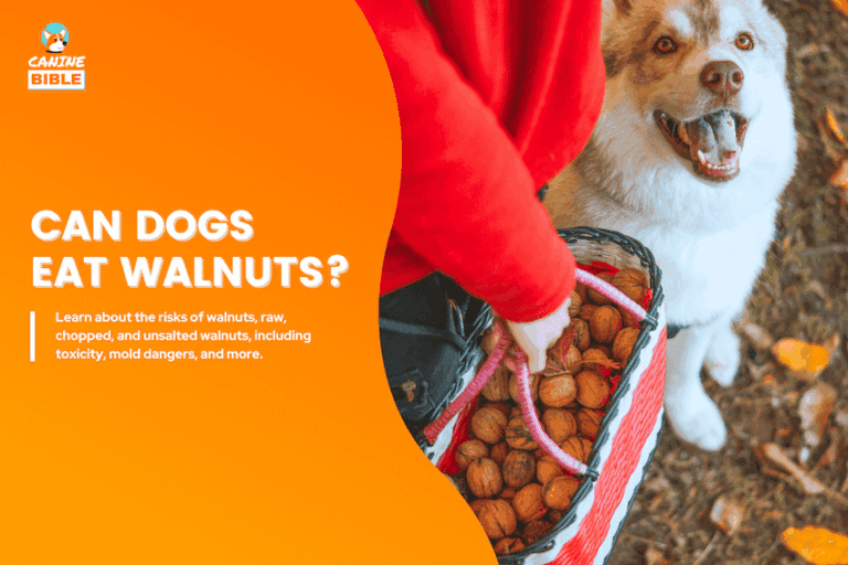 can dogs eat walnuts