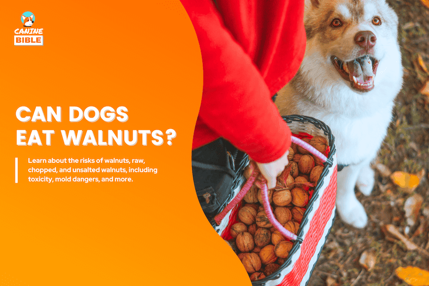 can dogs eat walnuts