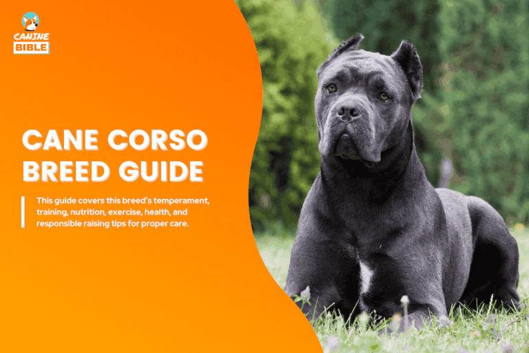 Cane Corso Dog Breed Information: Traits, Facts, Care & More
