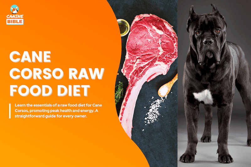 cane corso raw food diet