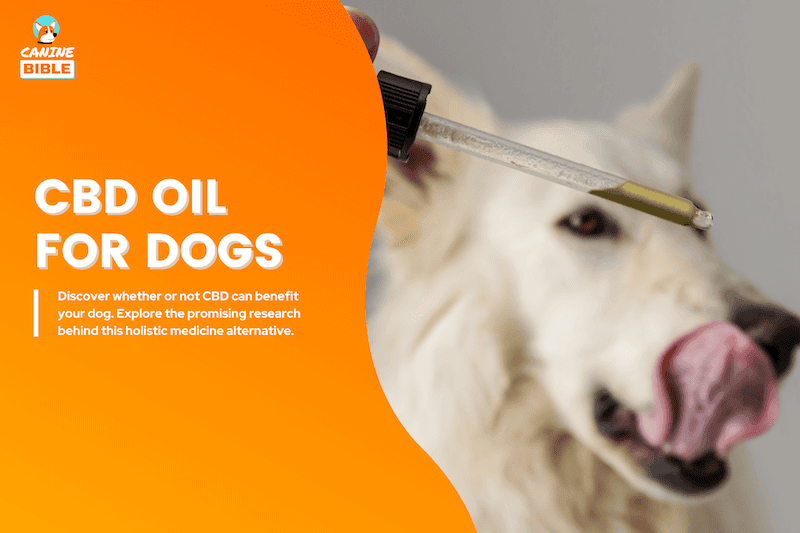 cbd oil for dogs