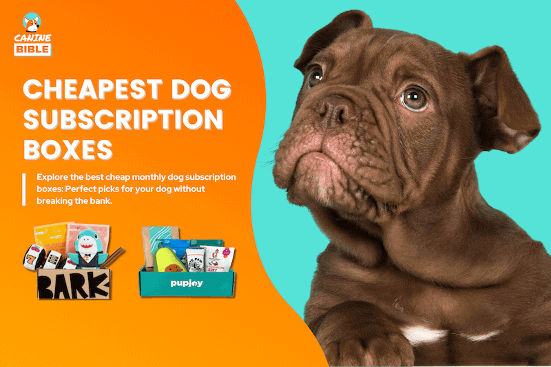 cheapest dog subscription box
