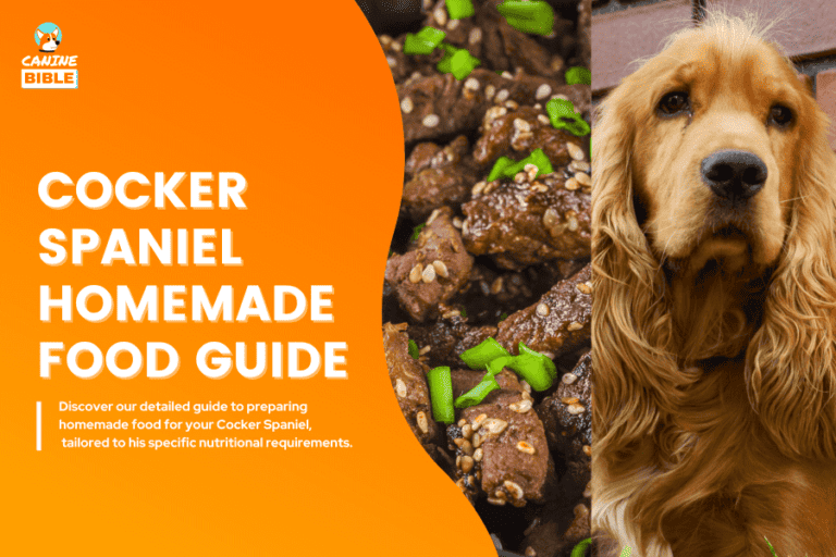 homemade food for cocker spaniels