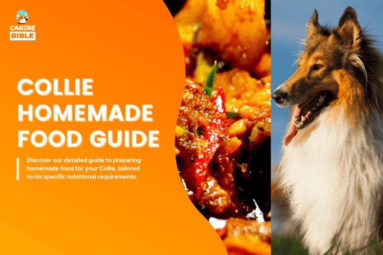 collie homemade food