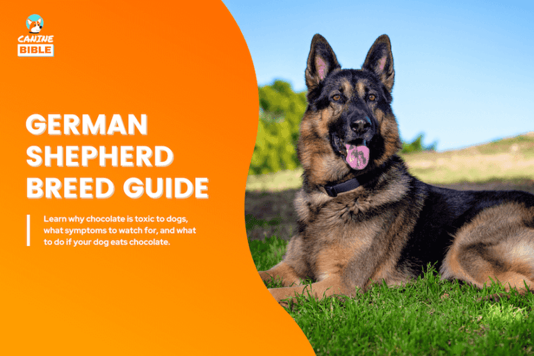 German Shepherd Breed Information: Traits, Facts & More