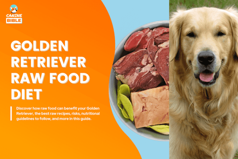 golden retriever raw food diet