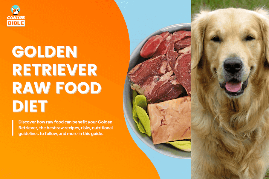 golden retriever raw food diet