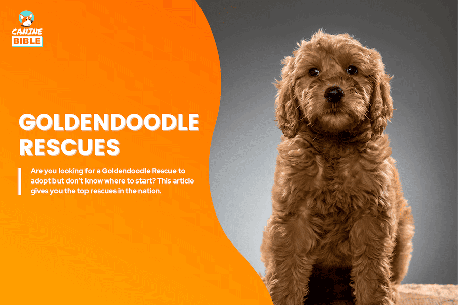 goldendoodle rescues for adoption