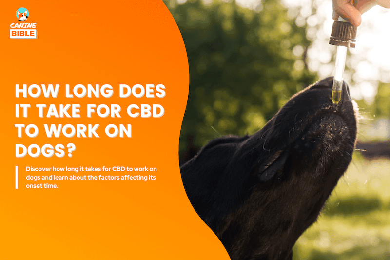 How Long Does It Take For CBD to Work On Dogs