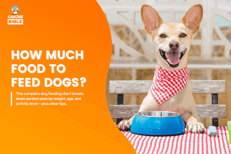 Dog Feeding Chart: How Much Food to Feed My Dog?