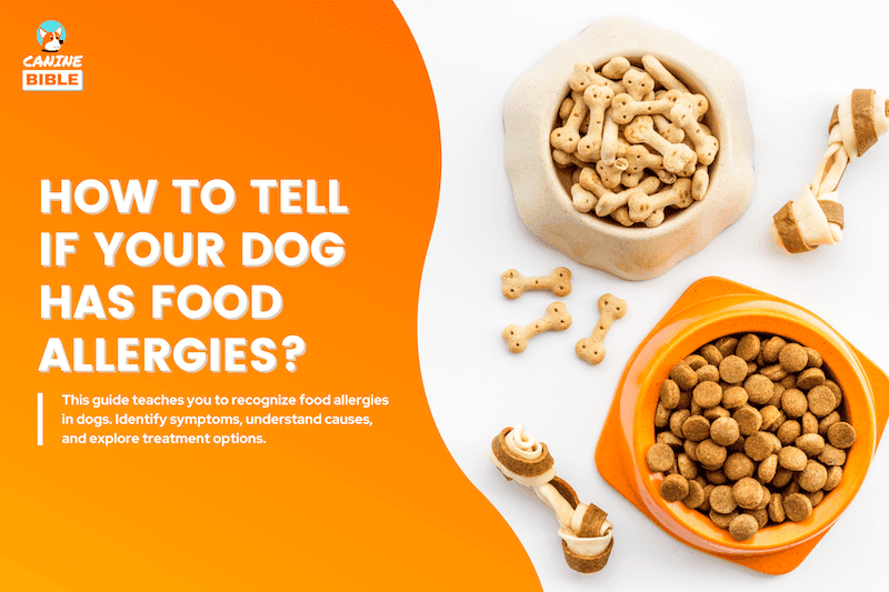 How To Tell If A Dog Has Food Allergies