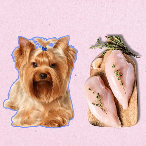 raw food diet for yorkies