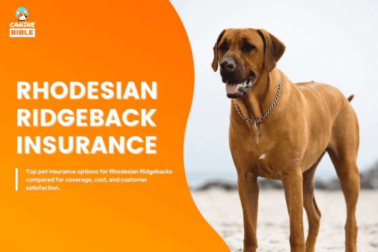 Best Pet Insurance For Rhodesian Ridgebacks