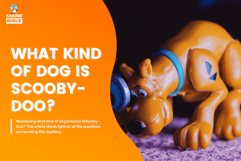 what kind of dog is Scooby Doo