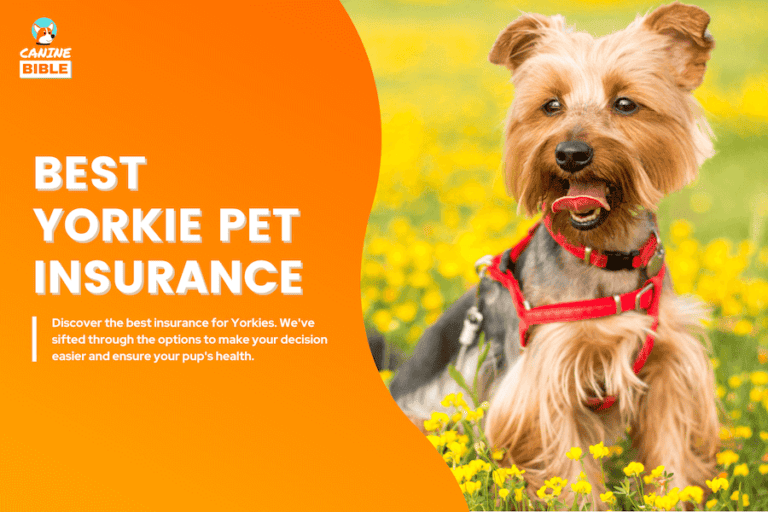 yorkshire terrier pet insurance