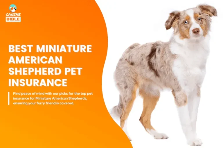 miniature american shepherd pet insurance